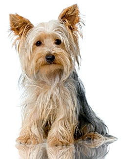 training a yorkshire terrier