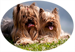 Training a Yorkshire Terrier