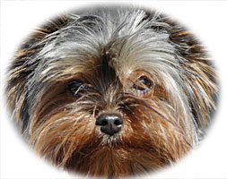 Yorkshire Terrier Health Problems