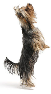 Yorky Training Tips - Yorkshire Terrier Training