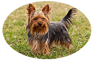 Yorkie Temperament