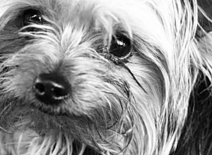 About Yorkshire Terriers